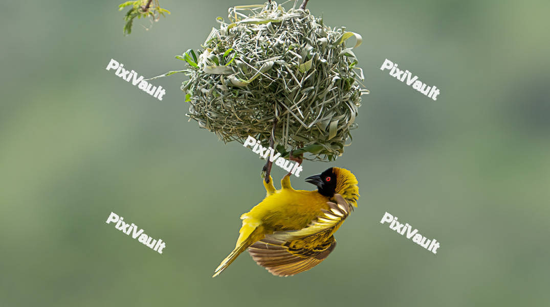 Village Weaver